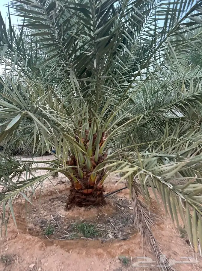 جثايث سكري وبرحي ورشودي ونبوت علي 8