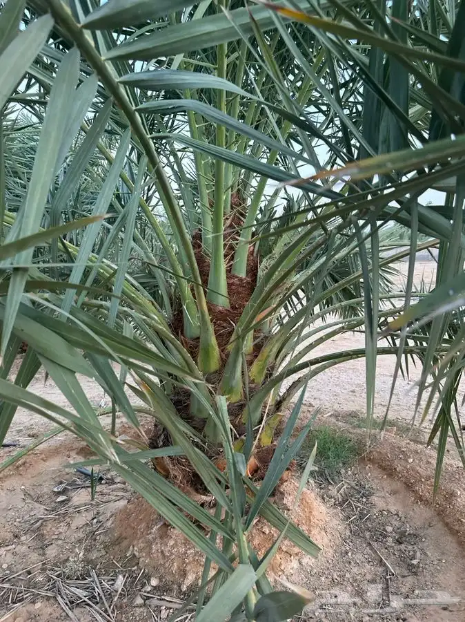 جثايث سكري وبرحي ورشودي ونبوت علي 0