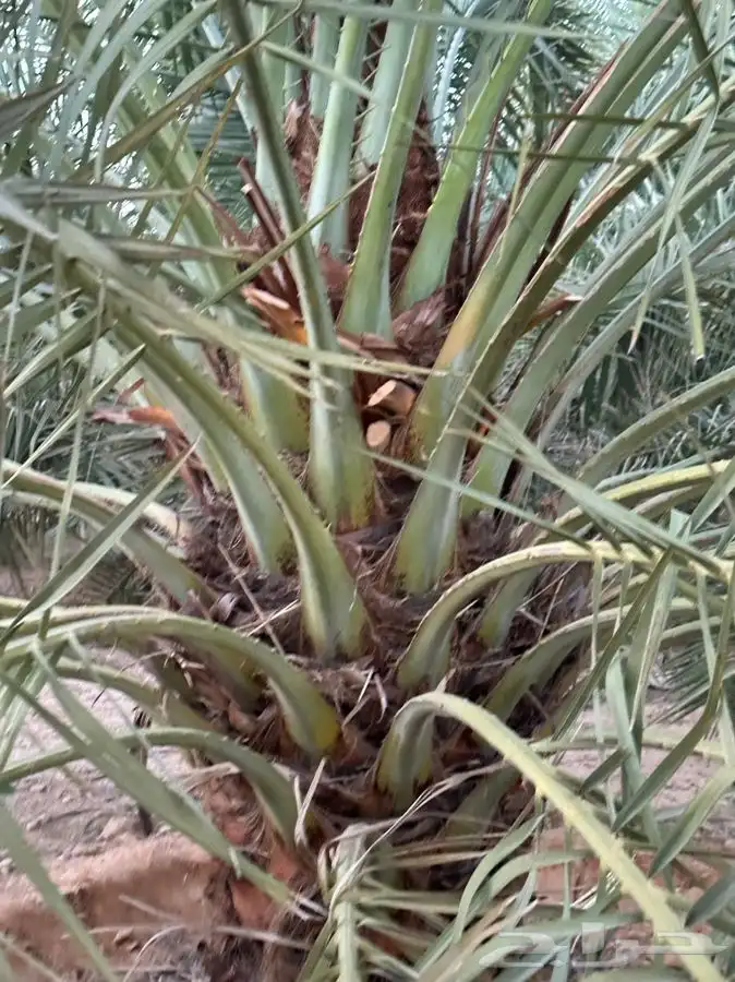 جثايث سكري وبرحي ورشودي ونبوت علي 6