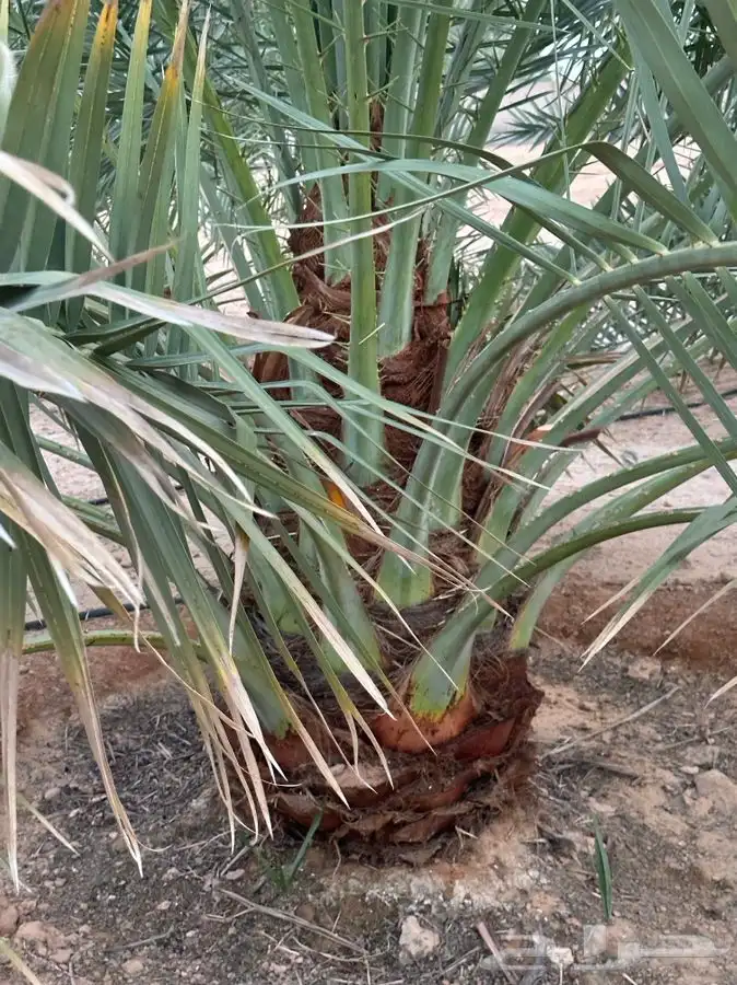 جثايث سكري وبرحي ورشودي ونبوت علي 1