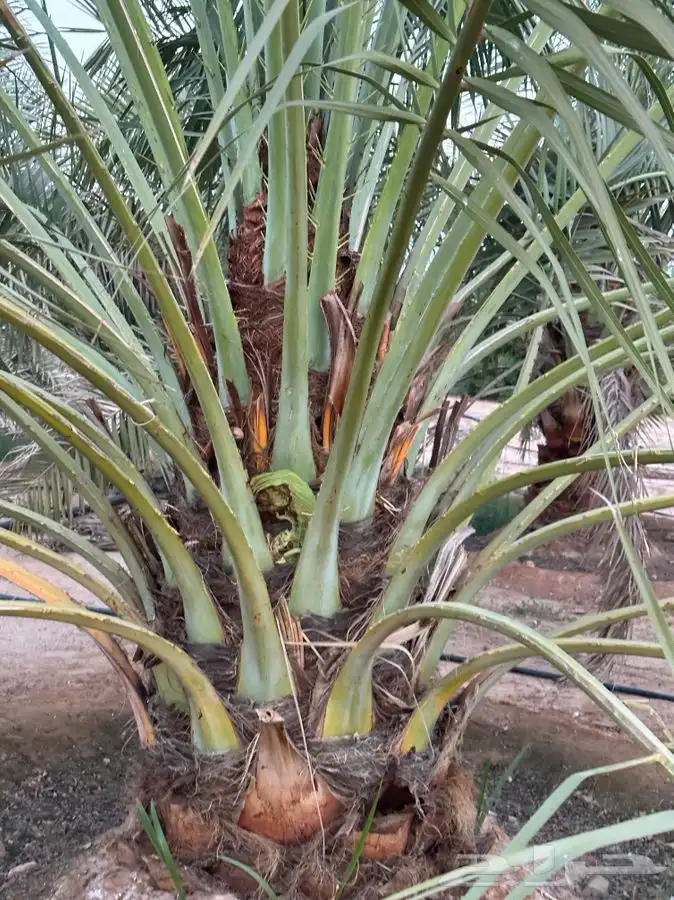 جثايث سكري وبرحي ورشودي ونبوت علي 2