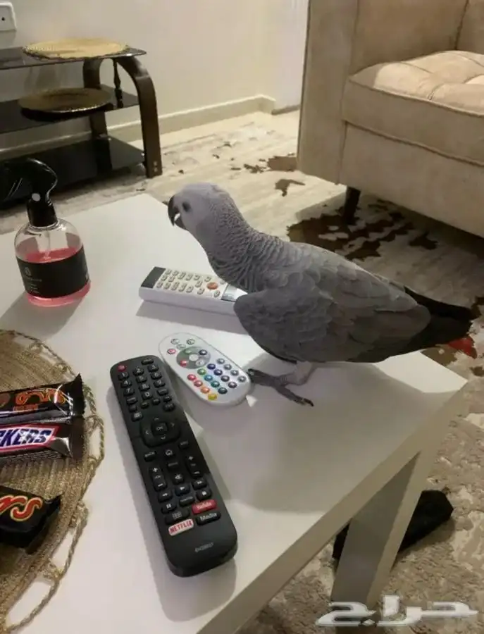 ببغاء مفقود في بطحاء قريش 0
