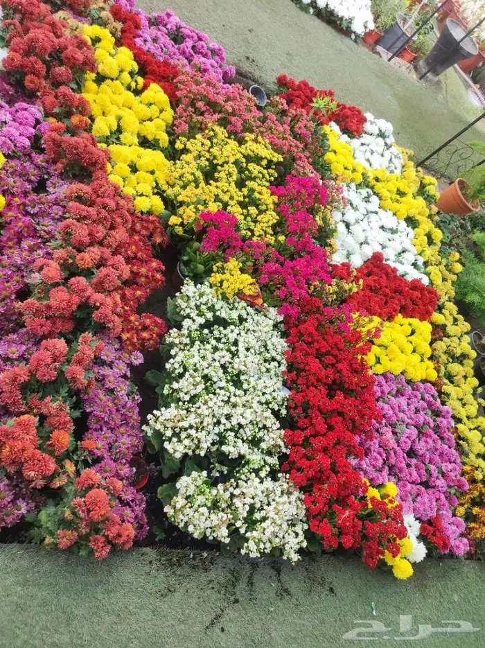 منسق حدائق مع الزراعه وشبكات الري 11