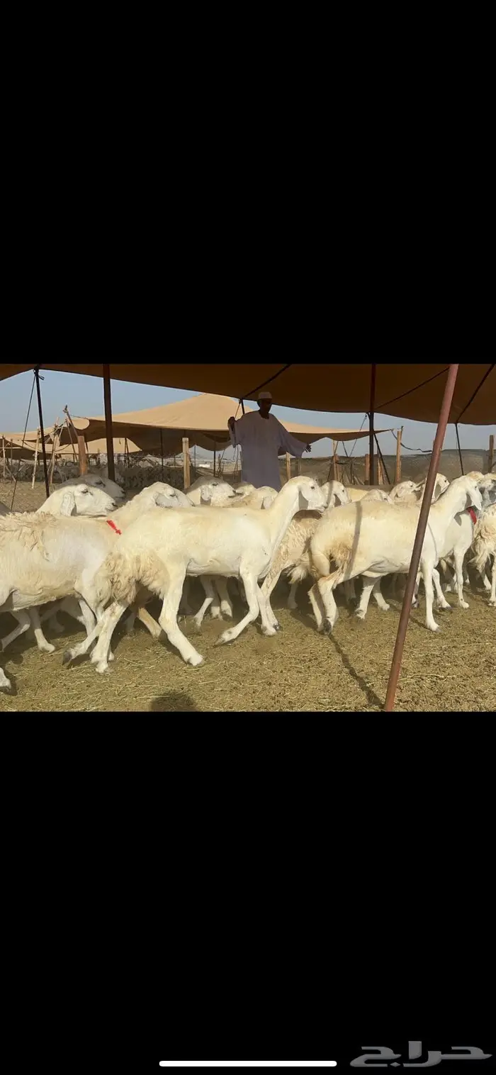 غنم حرش صنف 0