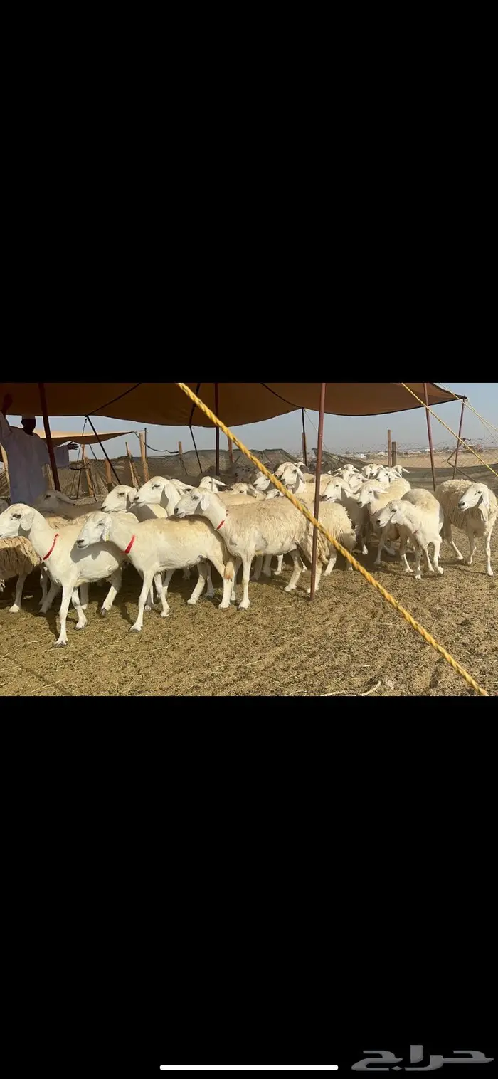 غنم حرش صنف 1