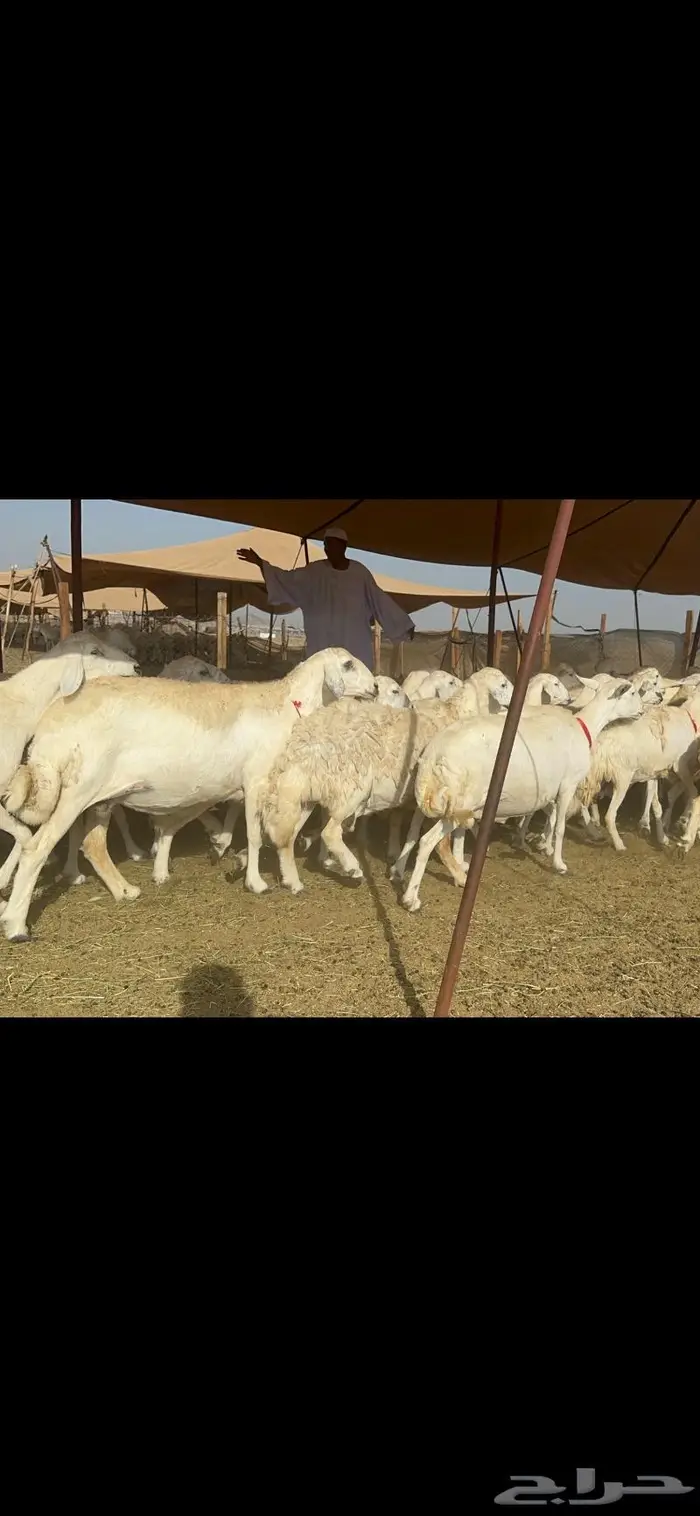 غنم حرش صنف 2
