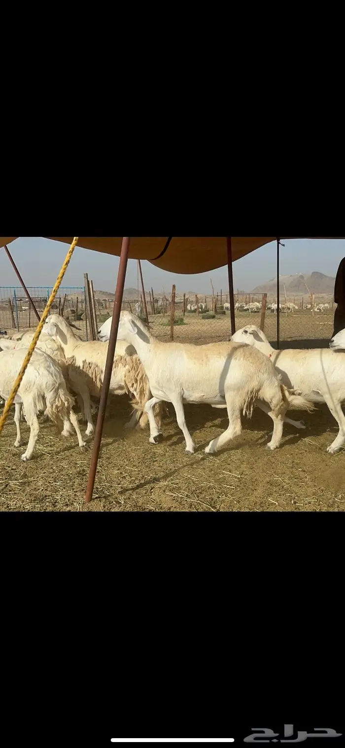 غنم حرش صنف 4