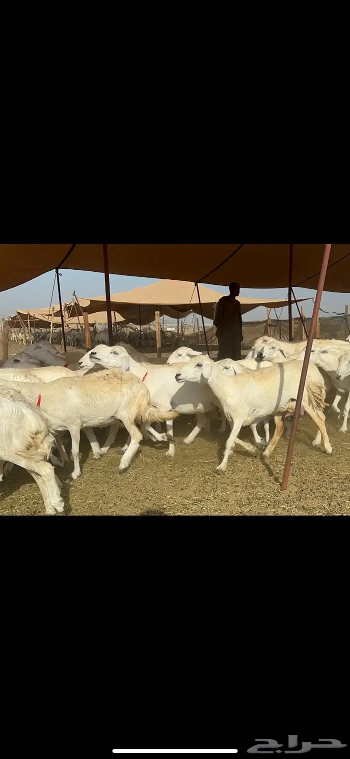 غنم حرش صنف 3