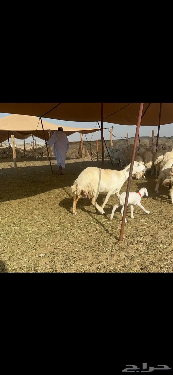 غنم حرش صنف 5