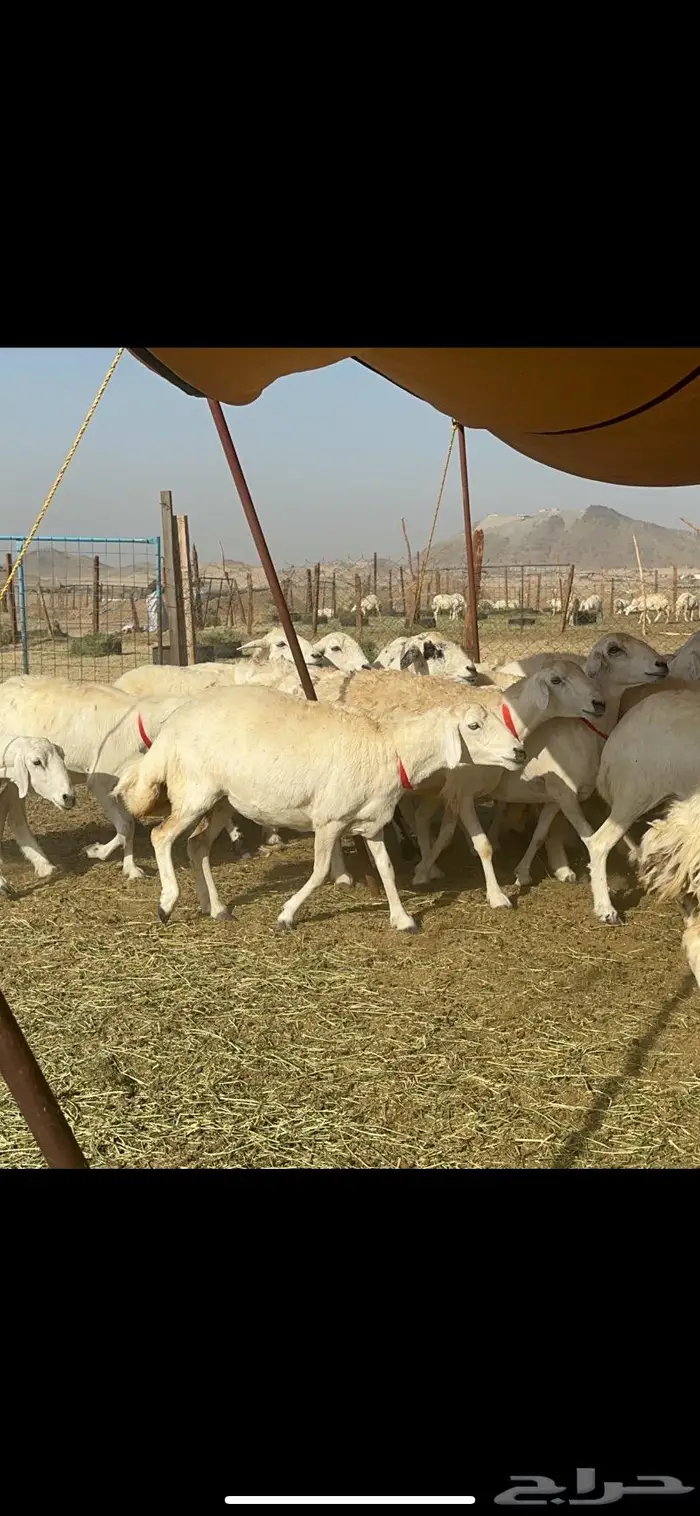 غنم حرش صنف 6