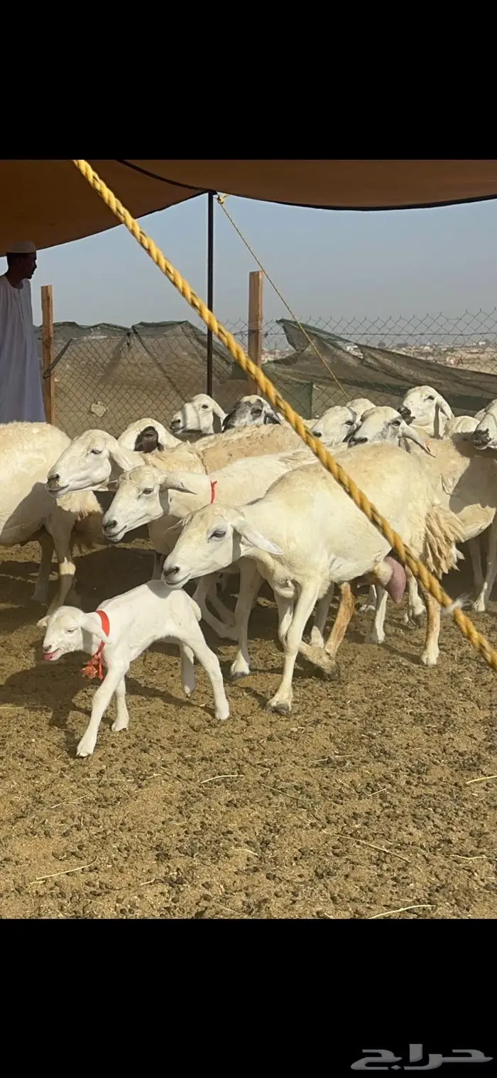 غنم حرش صنف 7