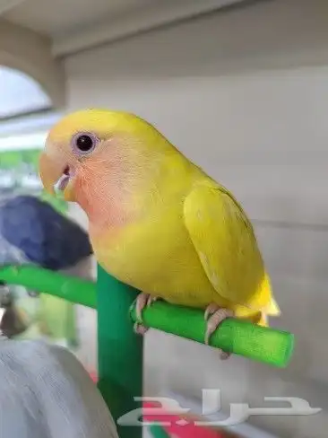 كنيور روز كروان دره اليفه واسماك وسلاحف 3