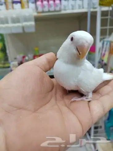 كنيور روز كروان دره اليفه واسماك وسلاحف 5