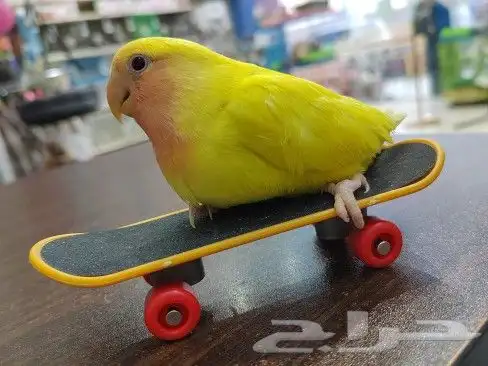 كنيور روز كروان دره اليفه واسماك وسلاحف 4