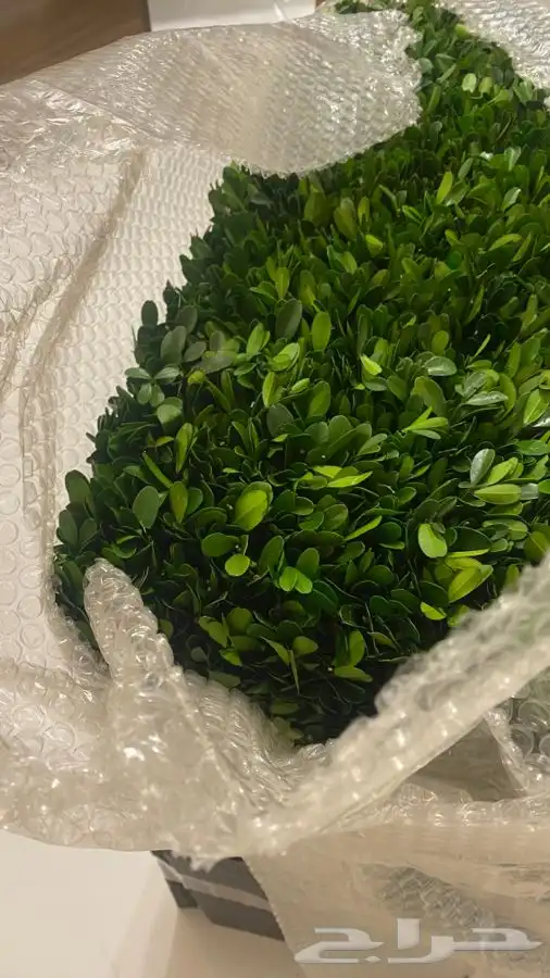 شجر طبيعي من محل وست الم مجفف 3