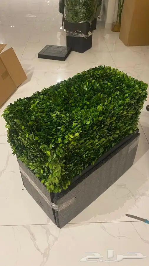 شجر طبيعي من محل وست الم مجفف 2