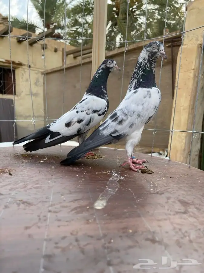 حمام تيدي صافي 8