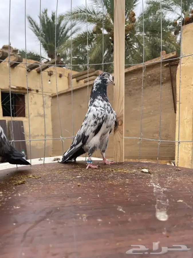 حمام تيدي صافي 7