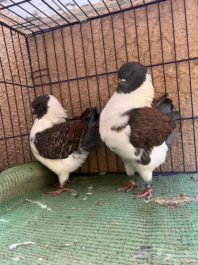 (تم البيع ) جوزكنق قازي 0