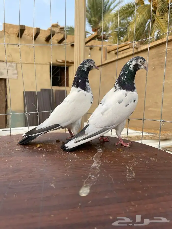 حمام تيدي صافي 18