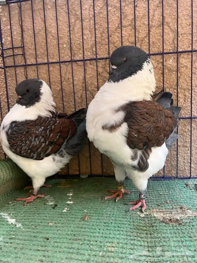 (تم البيع ) جوزكنق قازي 4