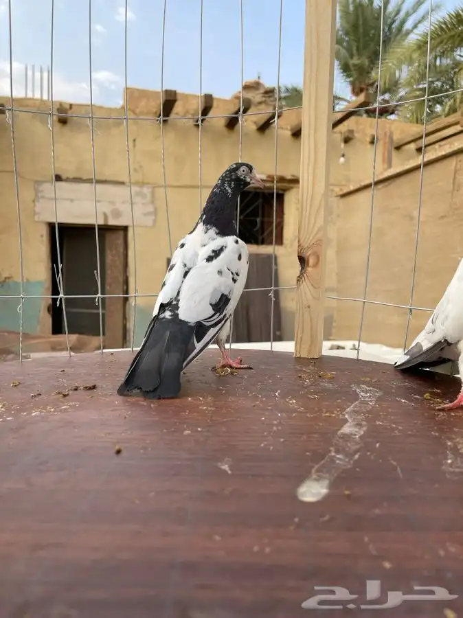 حمام تيدي صافي 22