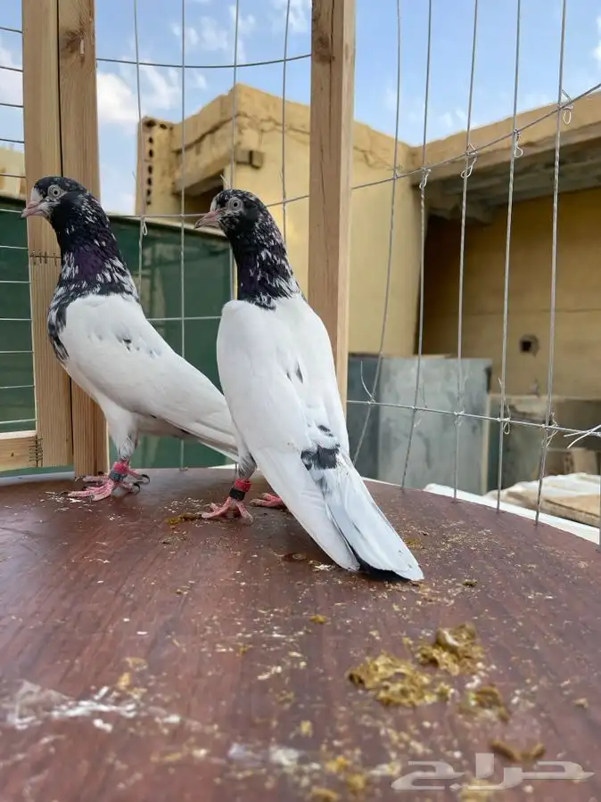 حمام تيدي صافي 0