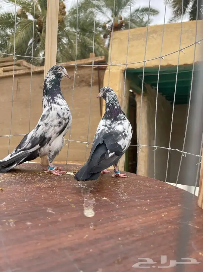 حمام تيدي صافي 5