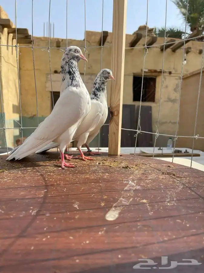 حمام تيدي صافي 4