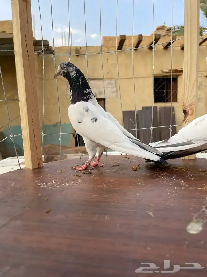 حمام تيدي صافي 15