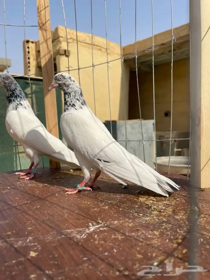 حمام تيدي صافي 3