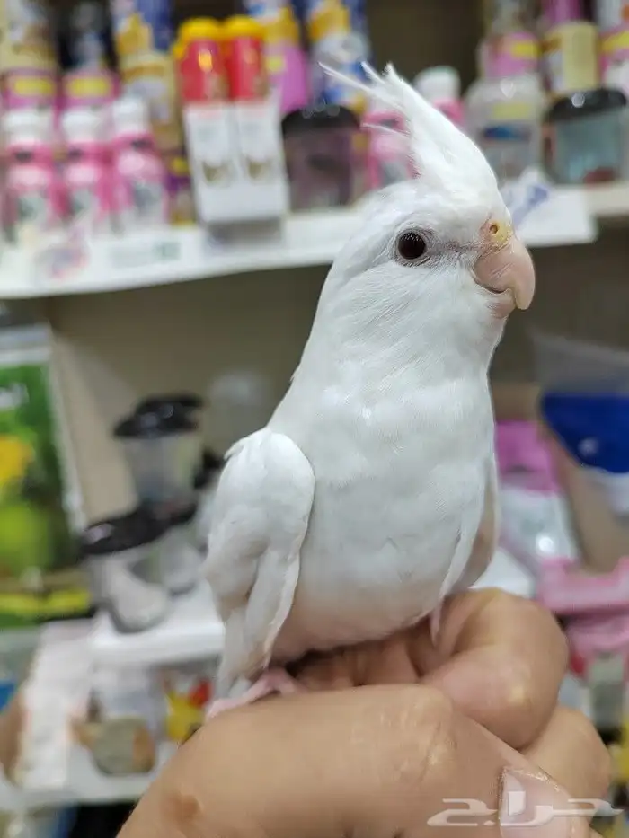 كنيور روز كروان دره اليفه واسماك وسلاحف 7