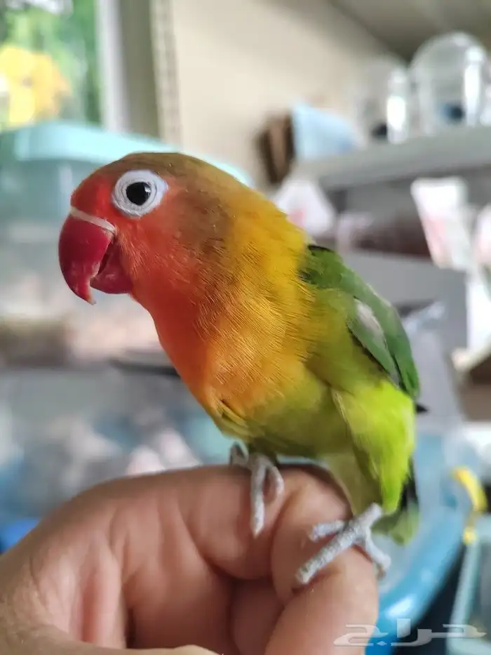 كنيور روز كروان دره اليفه واسماك وسلاحف 9