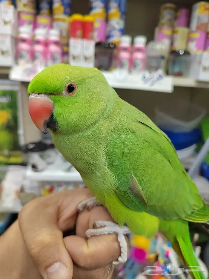 كنيور روز كروان دره اليفه واسماك وسلاحف 6