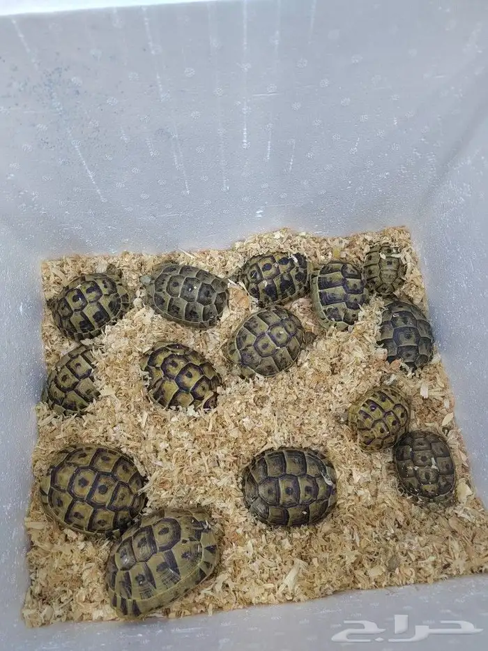 كنيور روز كروان دره اليفه واسماك وسلاحف 10