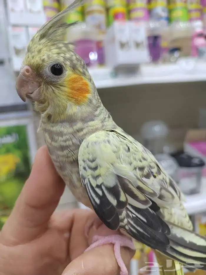 كنيور روز كروان دره اليفه واسماك وسلاحف 12