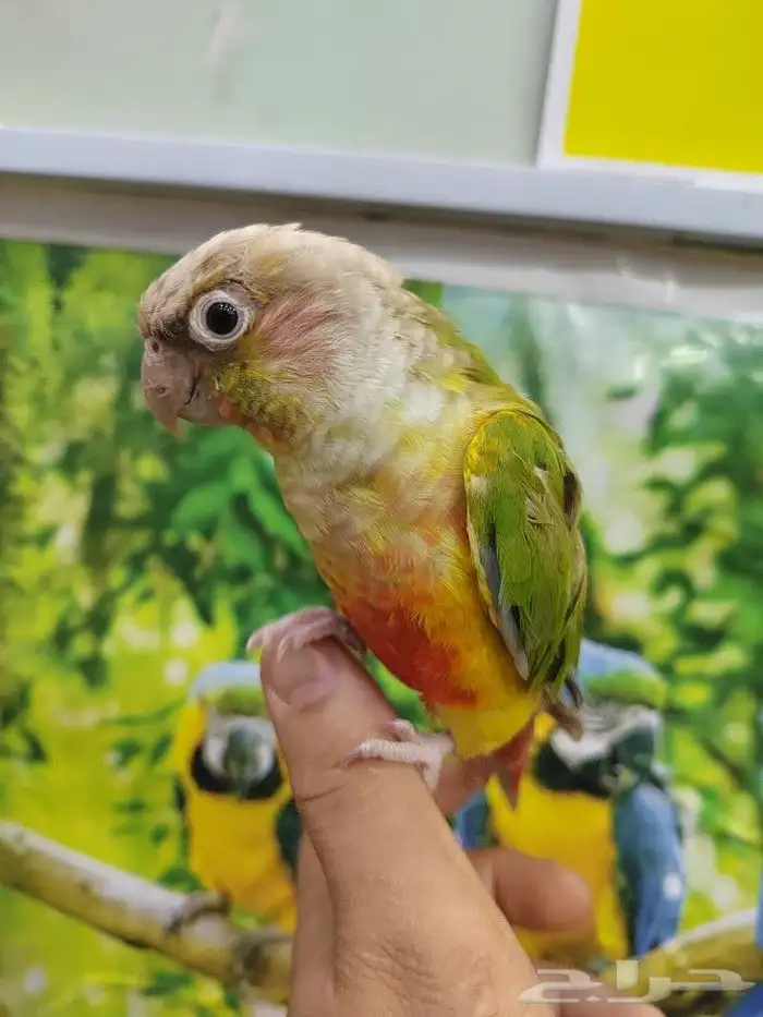 كنيور روز كروان دره اليفه واسماك وسلاحف 8