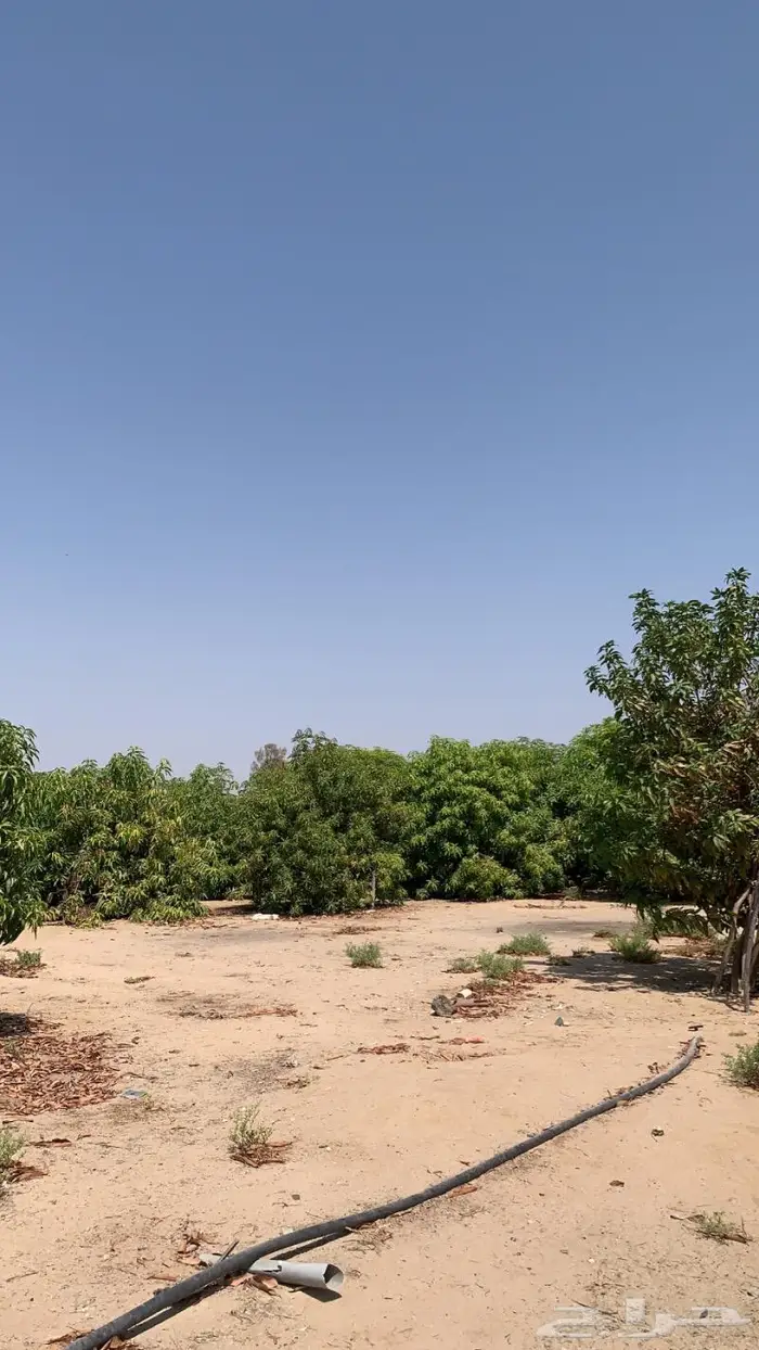 مزرعه في محافضة املج للبيع بصك شرعي 4