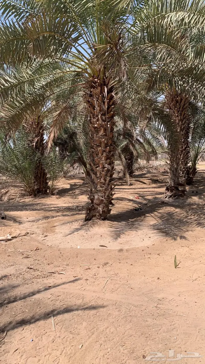 مزرعه في محافضة املج للبيع بصك شرعي 8