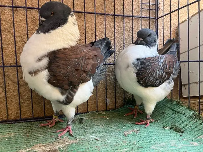 (تم البيع ) جوزكنق قازي 1