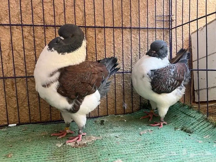 (تم البيع ) جوزكنق قازي 2