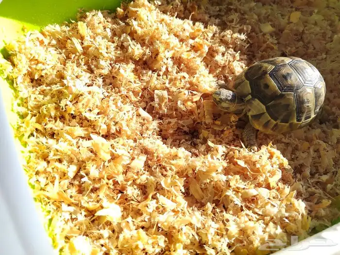 كنيور روز كروان دره اليفه واسماك وسلاحف 13