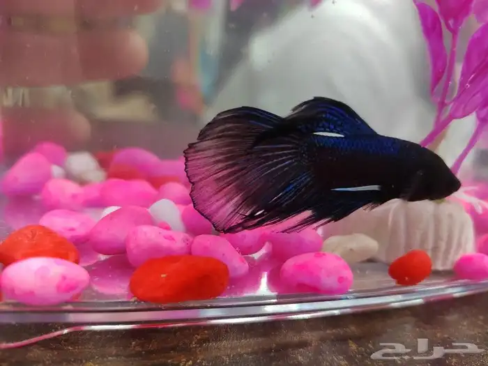 كنيور روز كروان دره اليفه واسماك وسلاحف 11