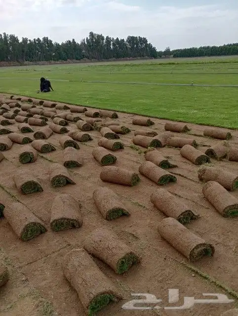 ثيل طبيعي C2000 8