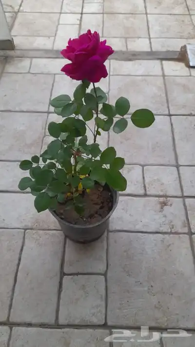 مشاتل الرياض حي الملقا ابو ريان 8