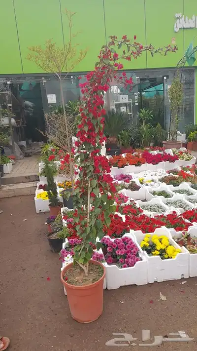 مشاتل الرياض حي الملقا ابو ريان 10