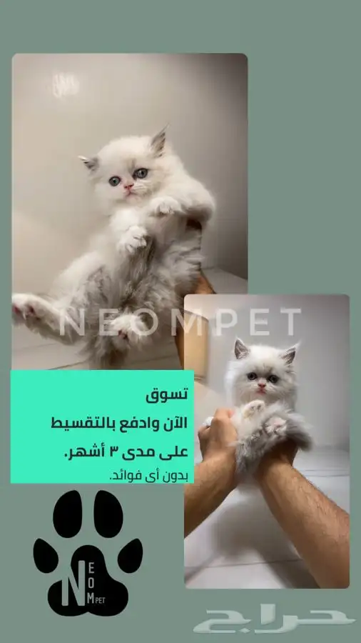 7 قطط صغيره قطه بسه قطوه انثى ذكر شيرازي سكوتش سكواتش هملايا 1