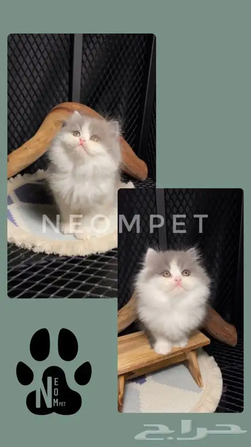 قطط الرياض كيتن قطط للبيع انثى سكوتس بيكي فيس بيرشن ذكر قطه 3