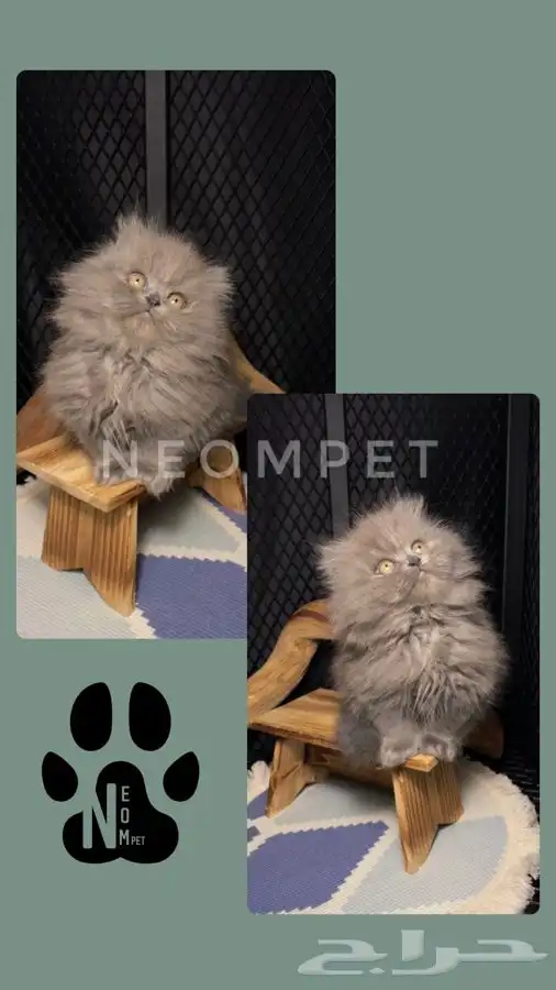 قطط الرياض كيتن قطط للبيع انثى سكوتس بيكي فيس بيرشن ذكر قطه 6