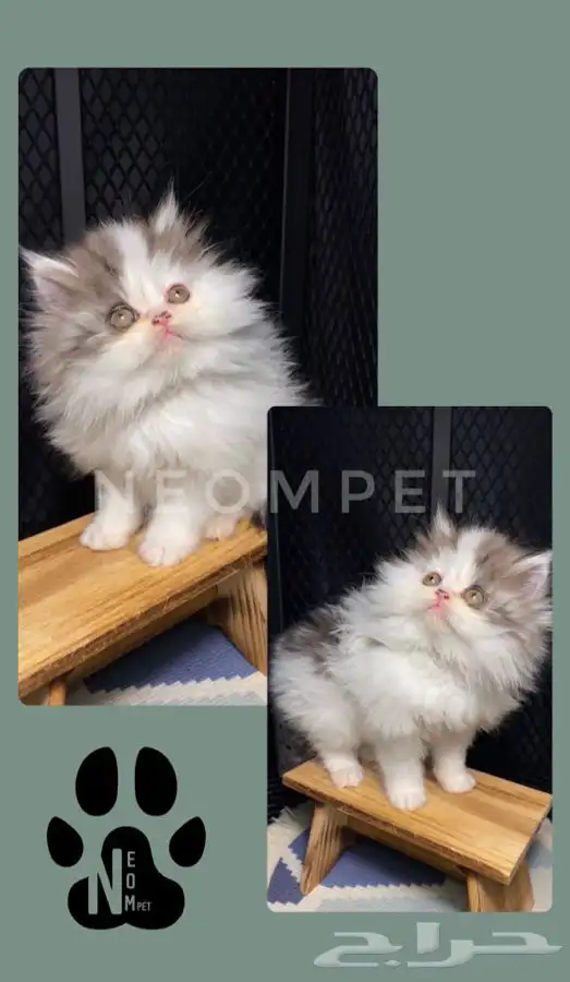 قطط الرياض كيتن قطط للبيع انثى سكوتس بيكي فيس بيرشن ذكر قطه 7